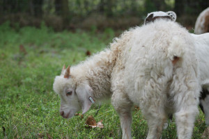 Illegal Florida slaughterhouse raided, goats and other animals rehomed to sanctuaries.