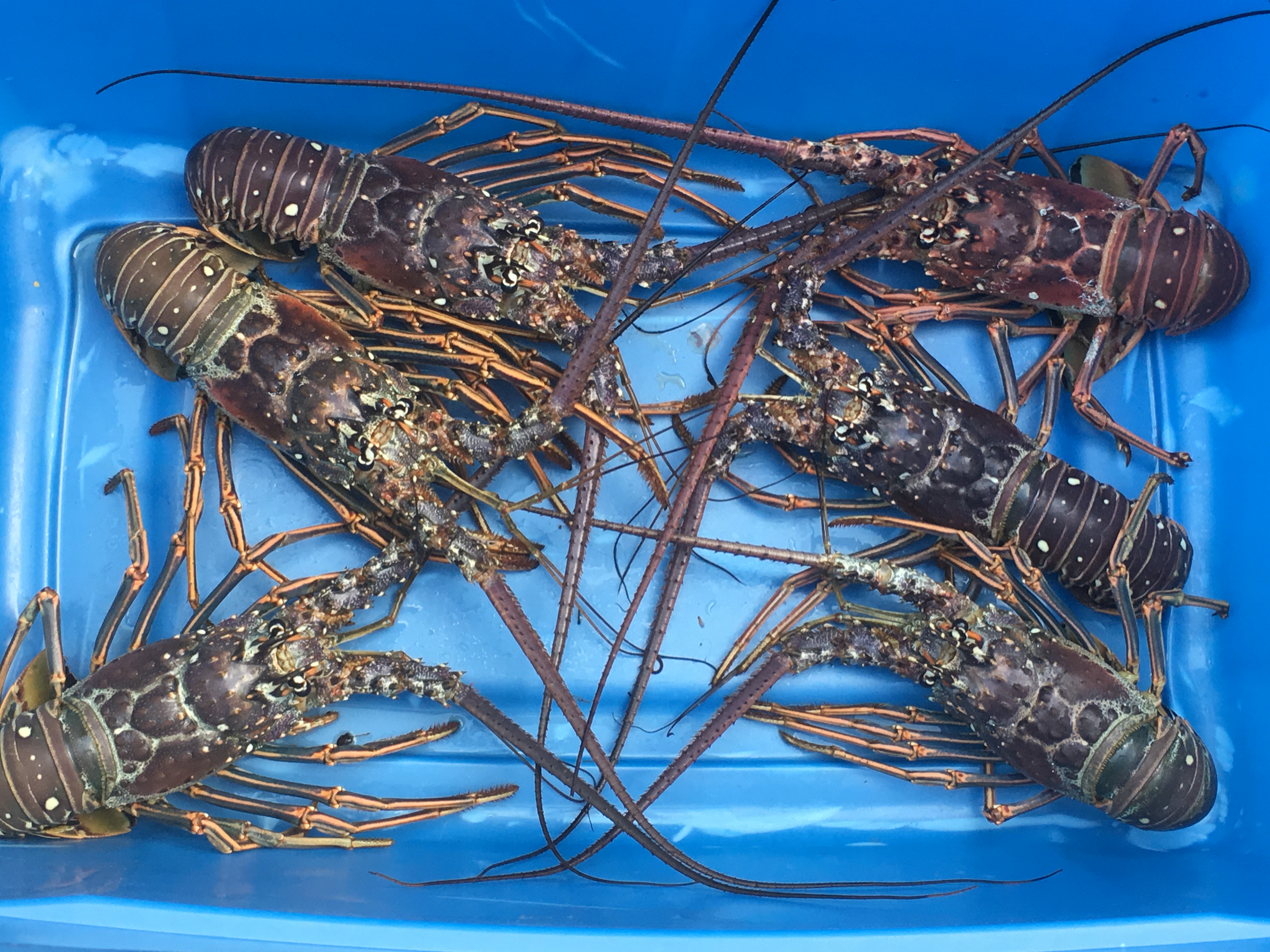 New Group Is Dedicated to Liberating Lobsters 